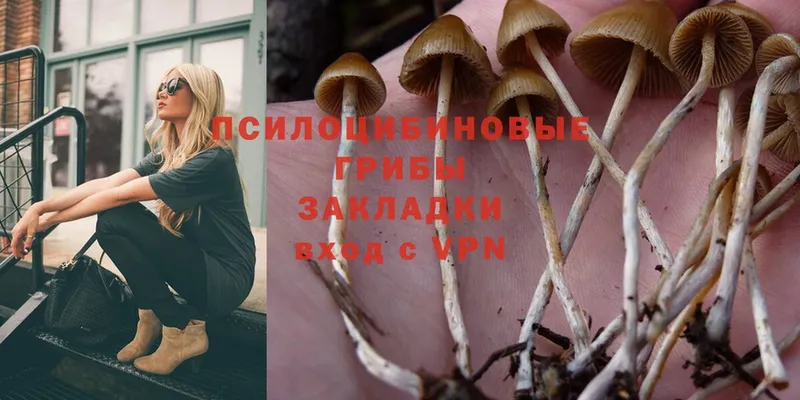 наркотики  Рассказово  Псилоцибиновые грибы Psilocybe 